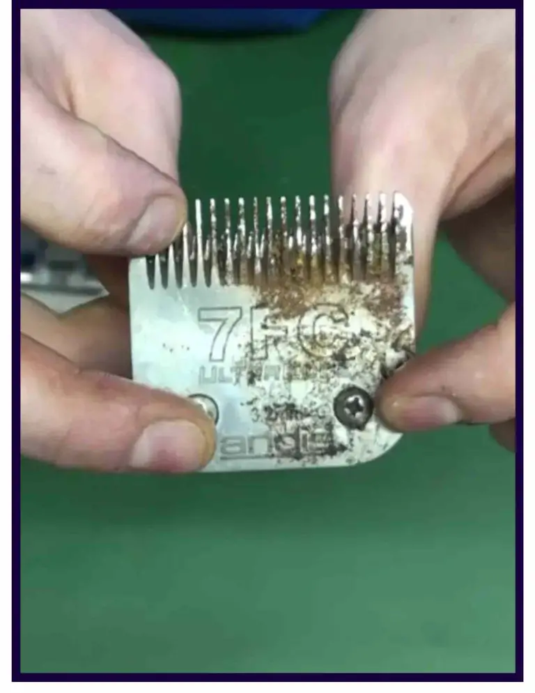 How To Sharpen Dog Clipper Blades (The Ultimate Guide)