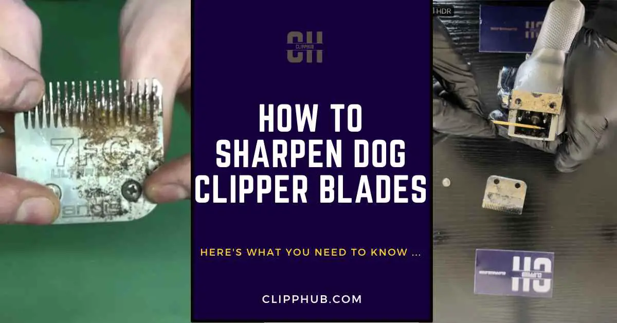 Magnets to hold clipper blades when sharpening