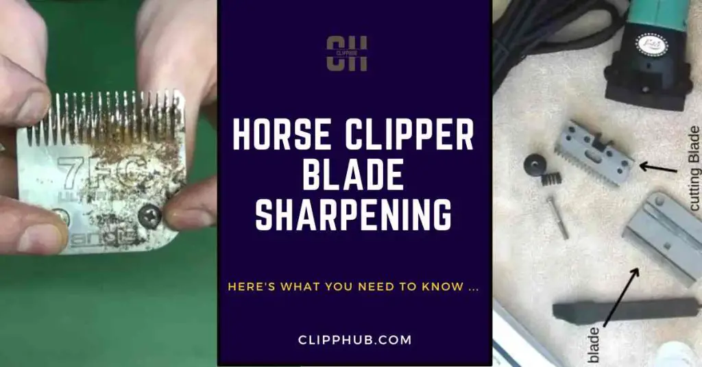 Horse Clipper Blade Sharpening (Avoid These Mistakes!)